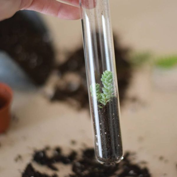 Fluttery Mix Pencil Terrarium Set Online - Image 2